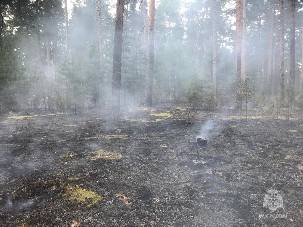Лесной пожар в Красносельском районе  локализован