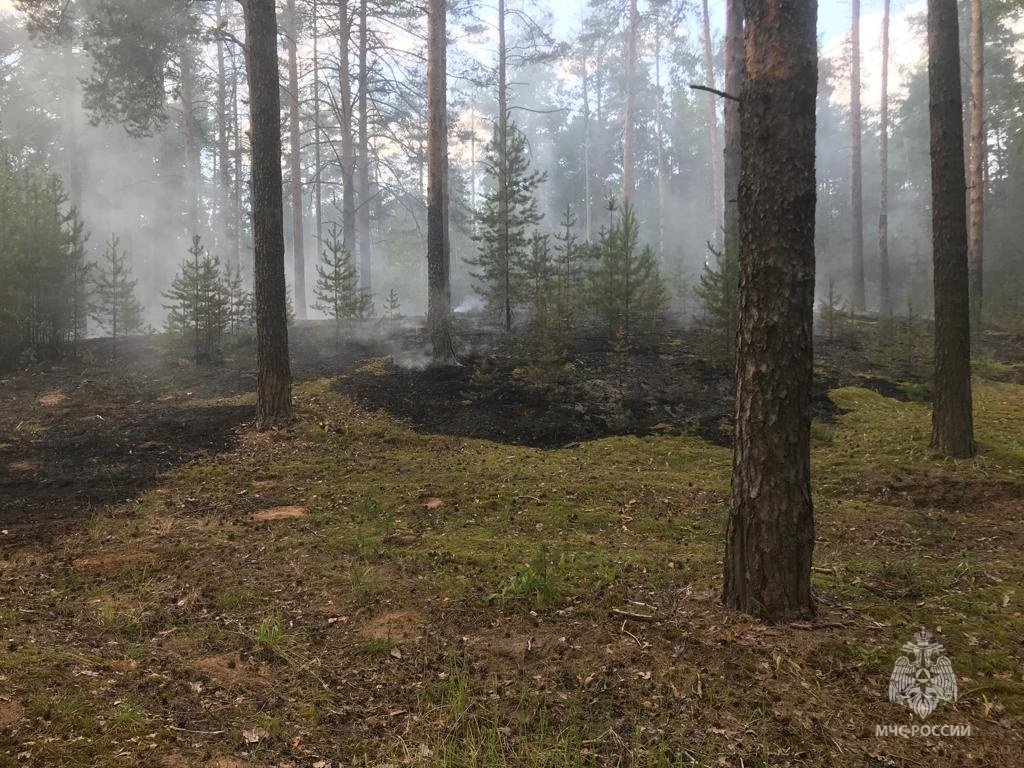 Лесной пожар в Красносельском районе ликвидирован